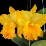 Rhyncholaeliocattleya Chao Praya Gold-Flowering Size